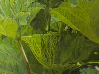 Esther Huser,Gunnera I,Oil on Canvas,39.5'' x 28''